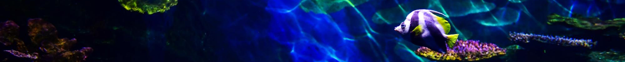 At Tavangar Aquarium , we focus on quality